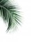 Green Palm Tree I Poster Print by Braun Studio Braun Studio # GC393